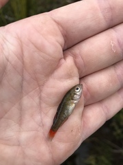 Nannoperca australis