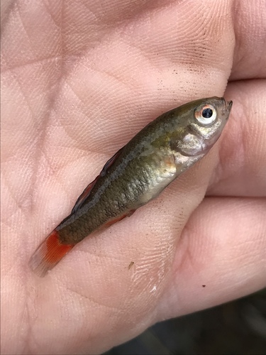 Southern pygmy perch (Nannoperca australis) — Percichthyidae — 3