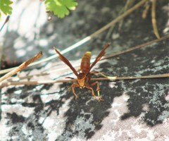 Polistes kaibabensis