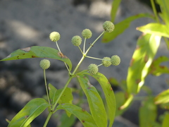 Cephalanthus