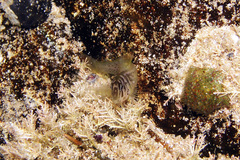 Omobranchus anolius