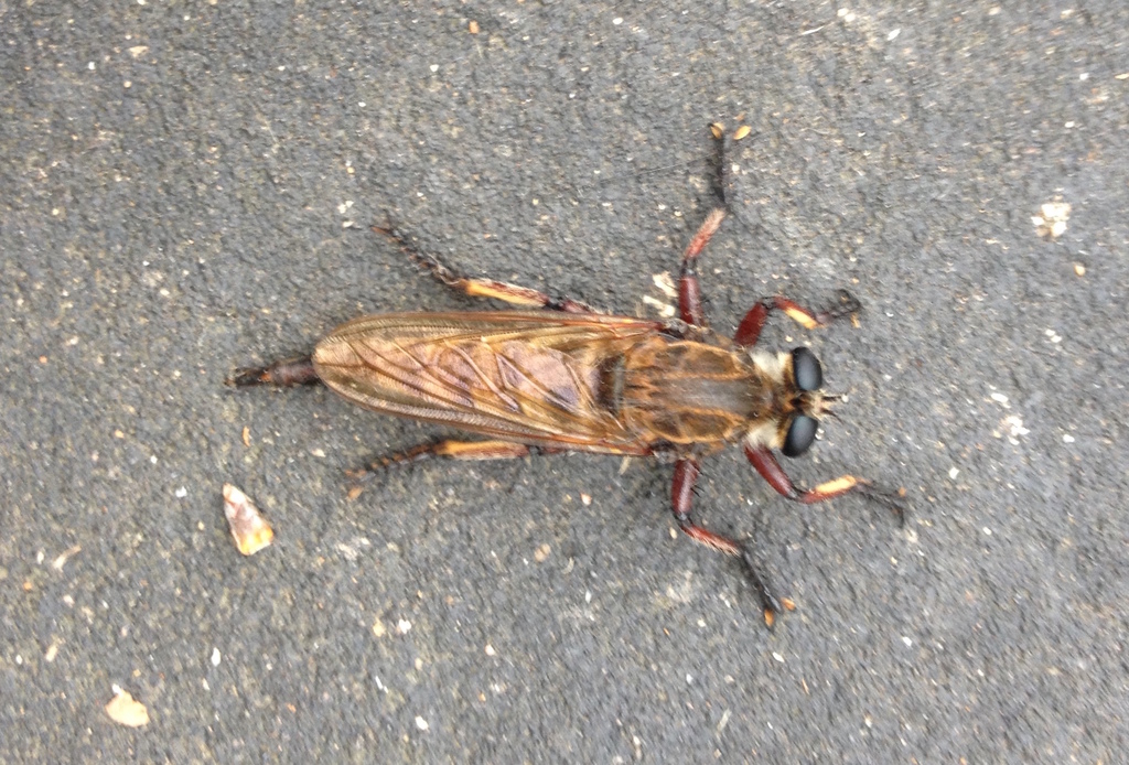 Maroon-legged Lion Fly