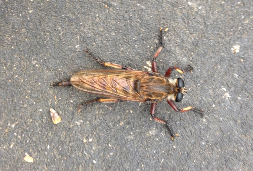 Maroon-legged Lion Fly