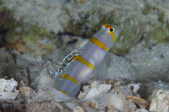 Amblyeleotris randalli