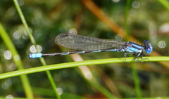 Argia leonorae