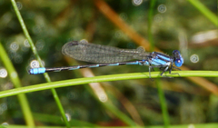 Argia leonorae