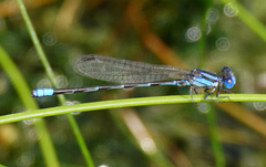 Argia leonorae