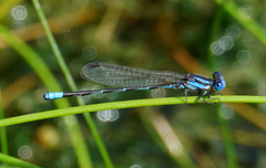 Argia leonorae