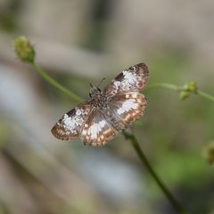 Chiomara georgina georgina