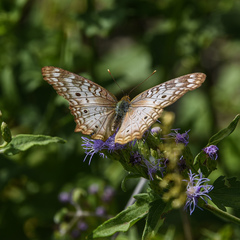 Anartia jatrophae luteipicta