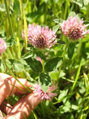 Trifolium pratense