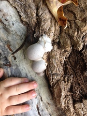 Lycogala flavofuscum
