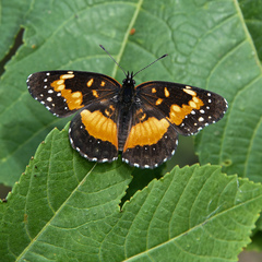 Chlosyne lacinia adjutrix
