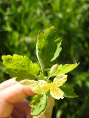 Chelidonium majus