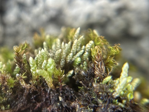 Plagiobryum zieri, 2025-08-17