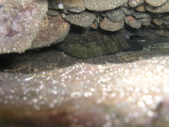 Epinephelus daemelii