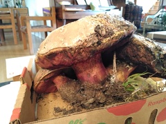 Rubroboletus pulcherrimus