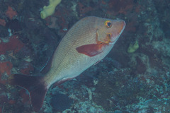 Lutjanus gibbus