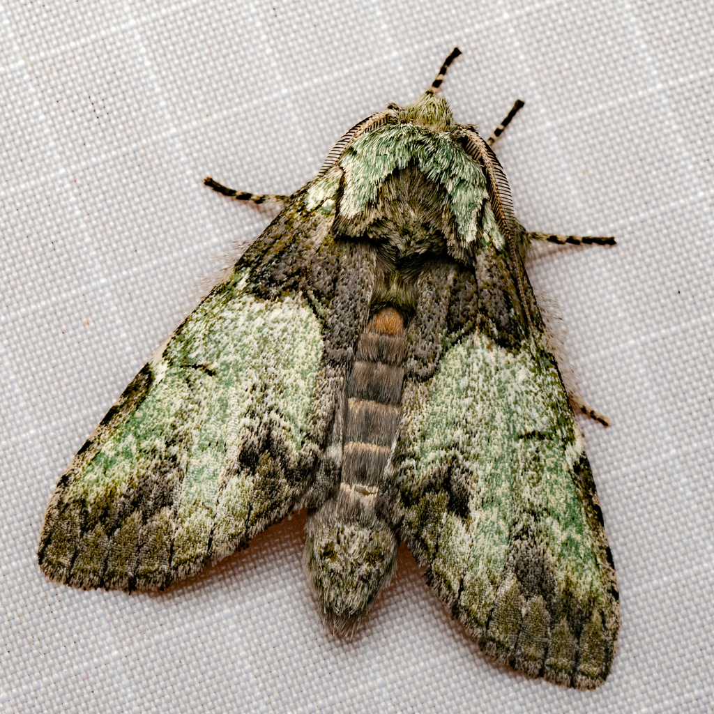 Mottled Prominent