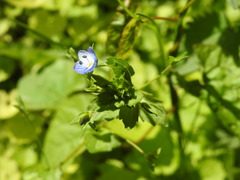 Veronica persica