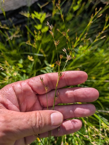 Juncus longistylis observed 2025-08-20