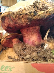 Rubroboletus pulcherrimus