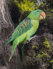 Blue-Naped Parrot photo 4