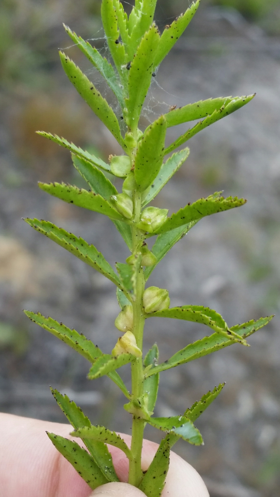 Proserpinaca palustris