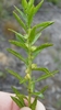 Marsh Mermaidweed - Photo (c) Jay Horn, some rights reserved (CC BY), uploaded by Jay Horn
