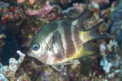 Amblyglyphidodon aureus