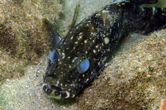 Epinephelus daemelii