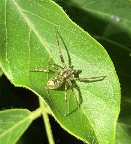 Buzzing Spider, Berglarenstraat, Gemert, Brabant, NL, photo 6 of 10