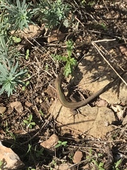 Podarcis waglerianus