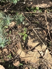 Podarcis waglerianus