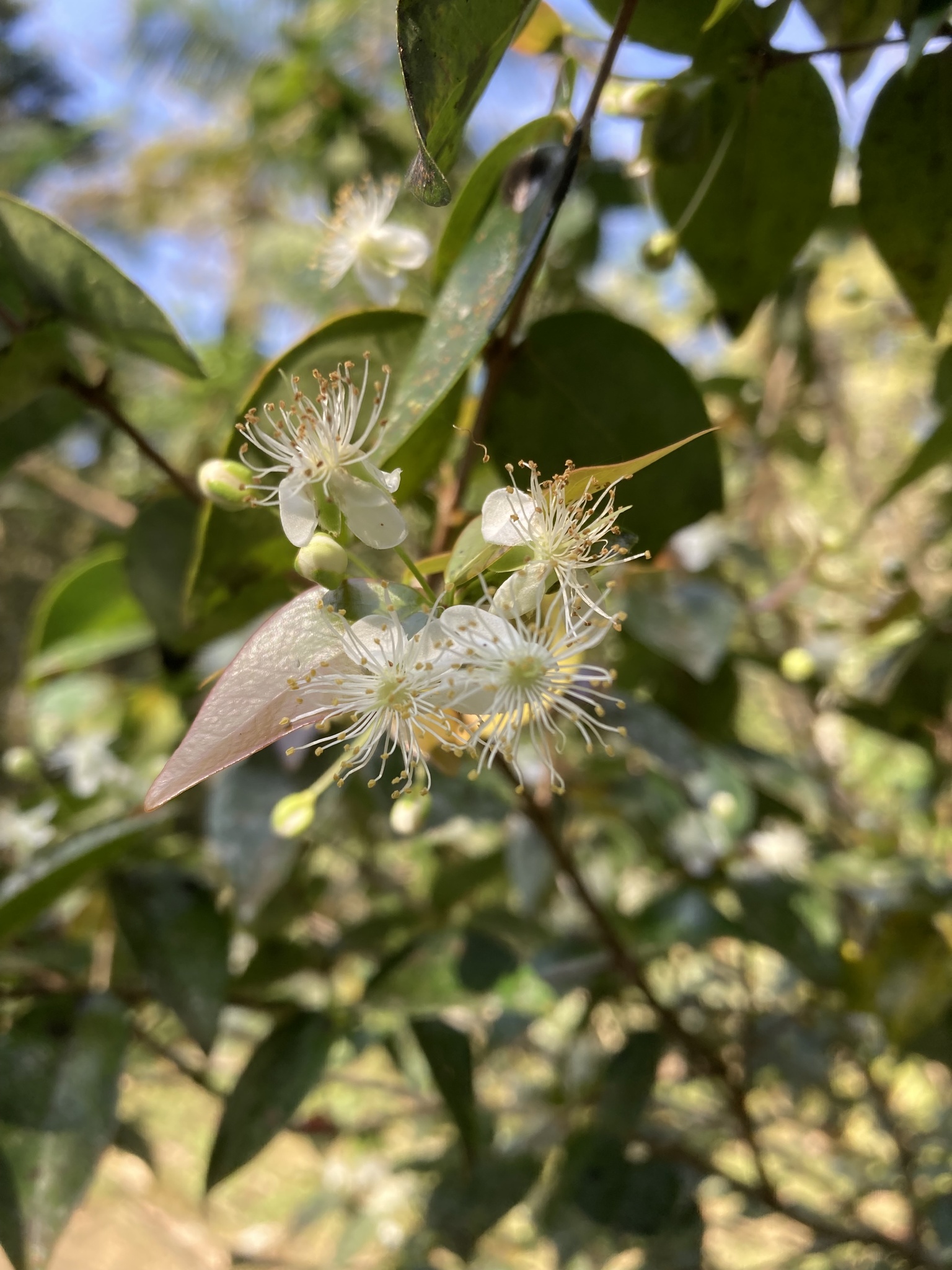 Eugenia uniflora