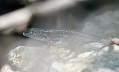 Sceloporus cozumelae