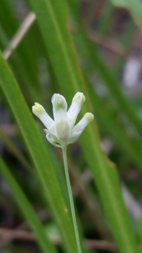 Southern bluethread (Burmannia capitata)