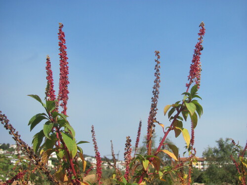 Mexican pokeweed (Phytolacca heterotepala)