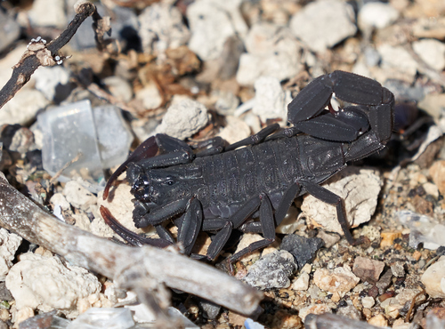 Slender Brown Scorpion