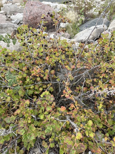 Canadian gooseberry