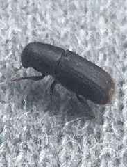 Hylurgus ligniperda