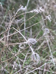 Hypochaeris achyrophorus