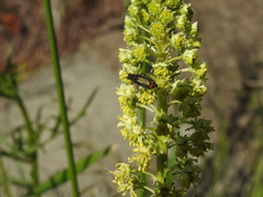 Malachius bipustulatus