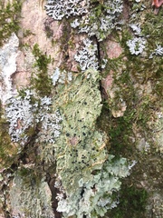 Bacidia schweinitzii