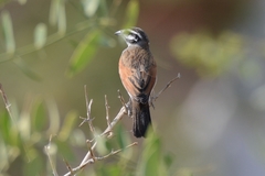 Emberiza capensis