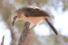 Turdoides gymnogenys