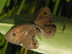 Ypthima arctous