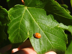 Harmonia axyridis