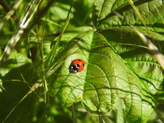 Coccinella septempunctata