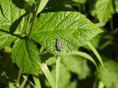 Coccinella septempunctata
